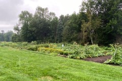 Allotment-gardens-2