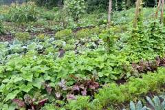 Allotment-gardens-4
