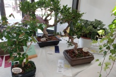 SFS-Class-G-Bonsai