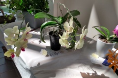 SFS-Class-G-Orchids-2